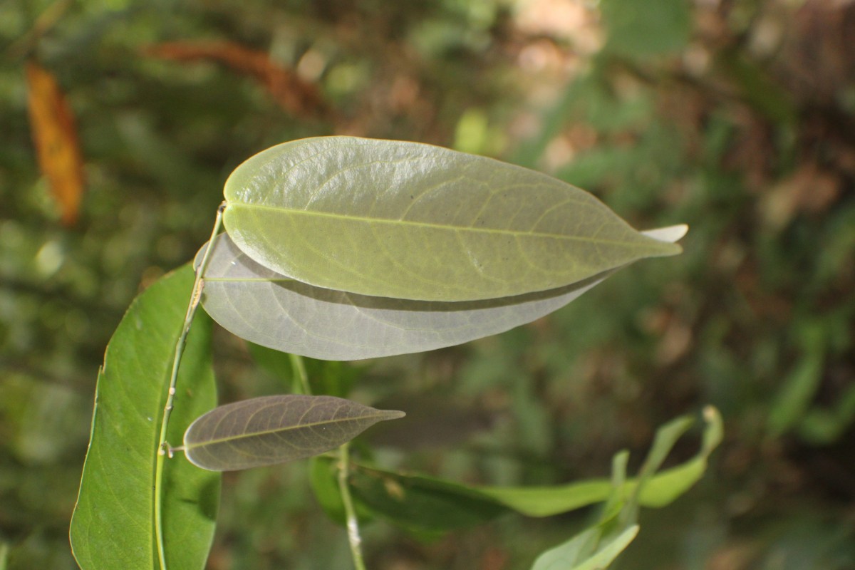 Xanthophyllum zeylanicum Meijden